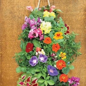 Vertical Hummingbird Hanging Bag Seed Kit