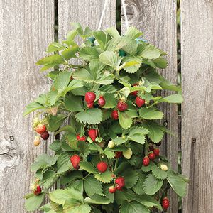 Hanging Strawberry Kit (10 plants)