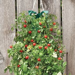 Hanging Cherry Tomato Seed Kit